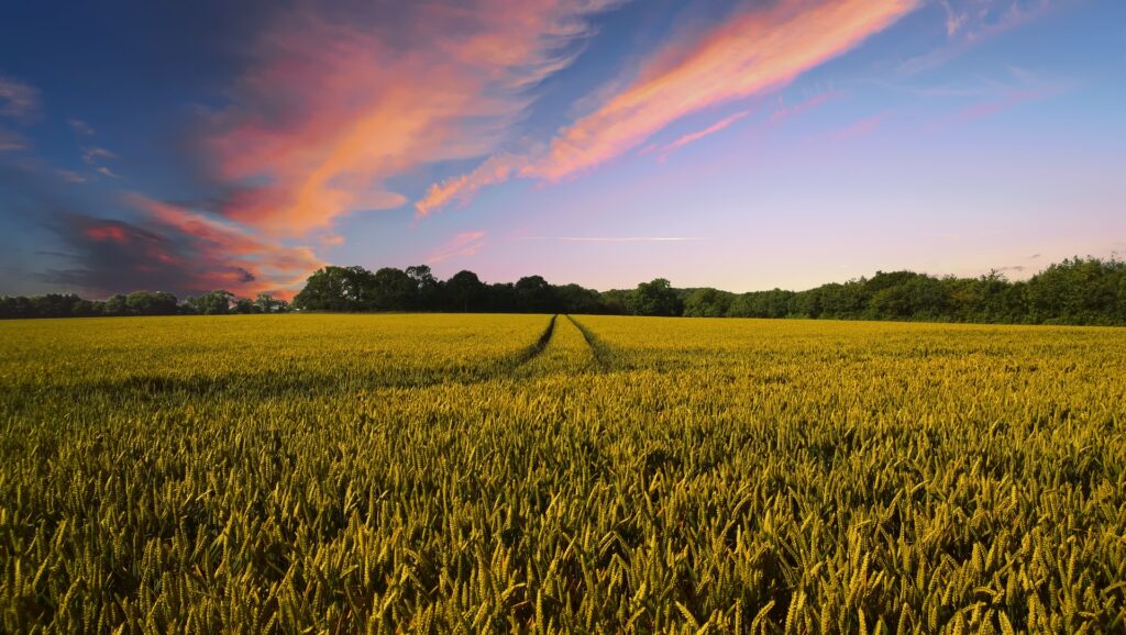 Case Study - Impact 2022 Feature Image